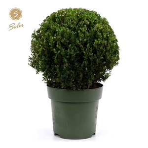 Ilex crenata 'Jenny'® Ball Ø40cm P27