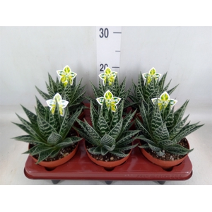 Aloe aristata 'Tiki Tahi'