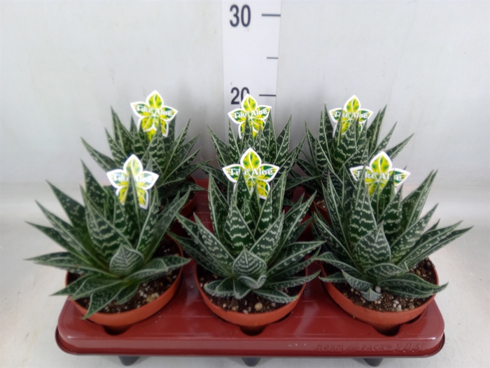 <h4>Aloe aristata 'Tiki Tahi'</h4>