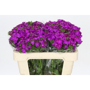 Dianthus Br Amazon Neon Purple