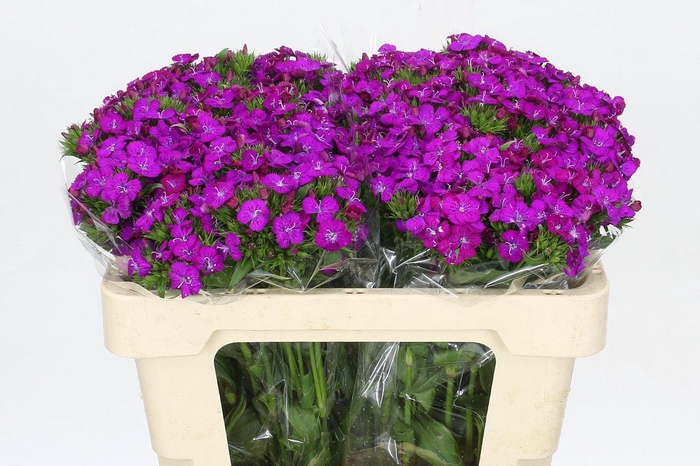 <h4>Dianthus Br Amazon Neon Purple</h4>