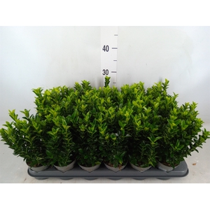 Euonymus japon. 'Green Spire'