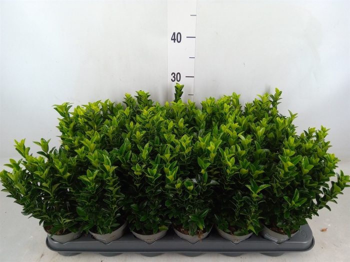 <h4>Euonymus japon. 'Green Spire'</h4>