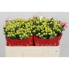 Hypericum Smiley Romance