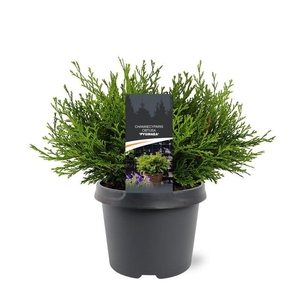 Chamaecyparis obtusa 'Pygmaea'
