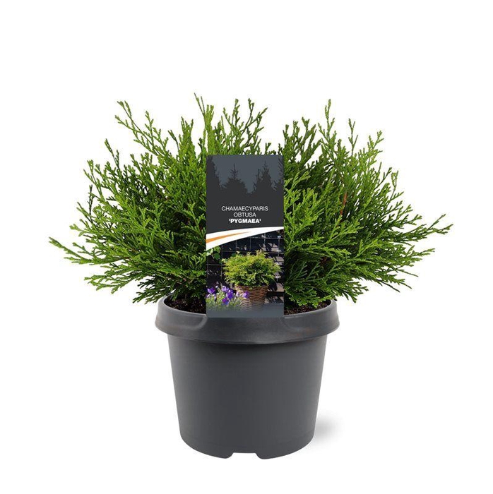 <h4>Chamaecyparis obtusa 'Pygmaea'</h4>