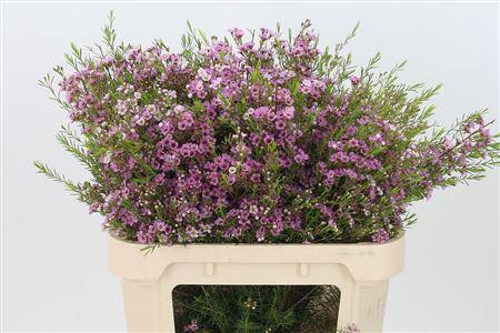 Chamelauc Pink Olivia