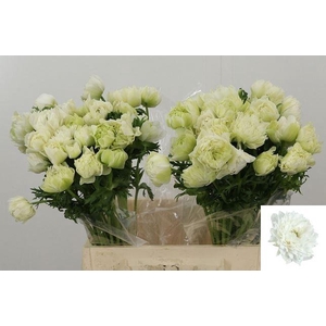 ANEM CO FSTAR P WHIT