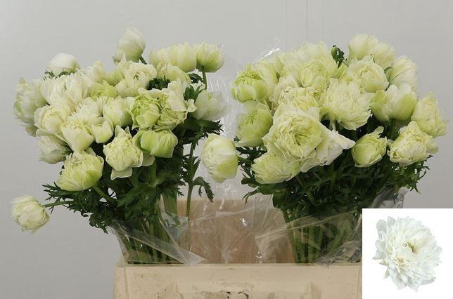 <h4>ANEM CO FSTAR P WHIT</h4>