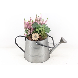 arr4 Outdoor PL - Zink gieter calluna