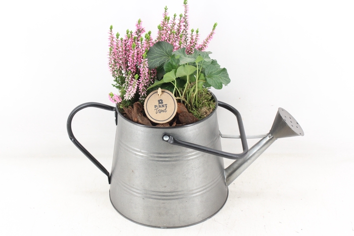 <h4>arr4 Outdoor PL - Zink gieter calluna</h4>