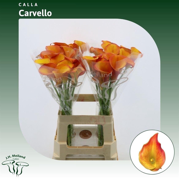 <h4>Calla Carvello</h4>