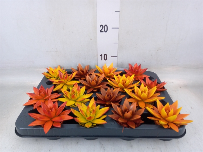 <h4>Echeveria  'Miranda'</h4>