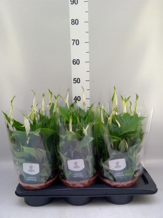 <h4>Spathiphyllum 'Chopin'</h4>