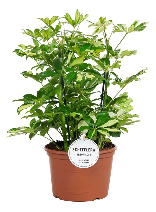 <h4>Schefflera Carnaval Toef</h4>
