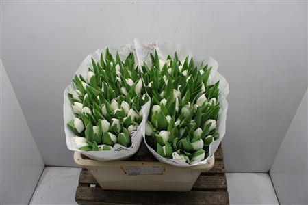 <h4>Tu En Royal Virgin</h4>