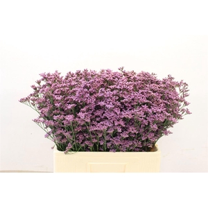 LIMONIUM PIUMA SKY LIM PIUMA SKY,25