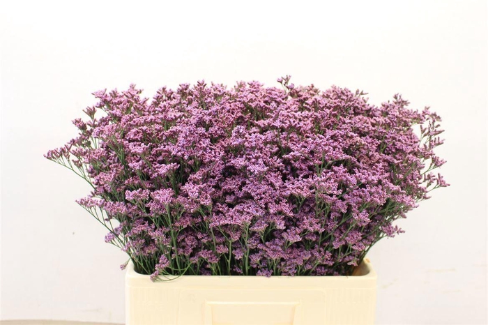 <h4>LIMONIUM PIUMA SKY LIM PIUMA SKY,25</h4>