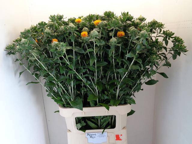 <h4>CARTH T ORANGE GRENA</h4>