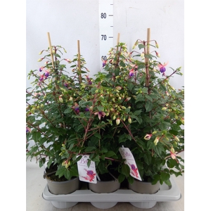 Fuchsia  'Bella Fuchsia Nora'