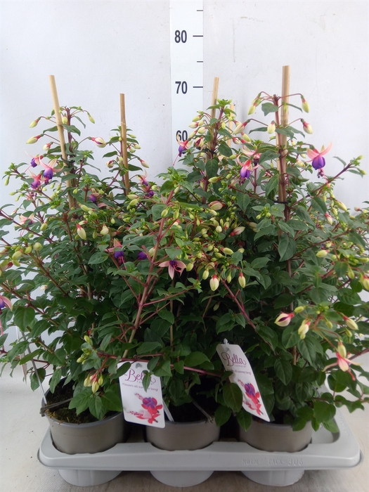 <h4>Fuchsia  'Bella Fuchsia Nora'</h4>