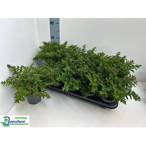 CUPH HYSSOPIFOLIA PURPLE