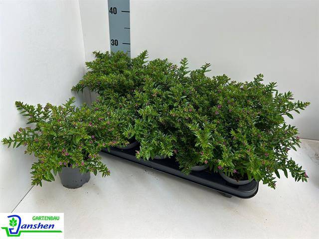 <h4>CUPH HYSSOPIFOLIA PURPLE</h4>