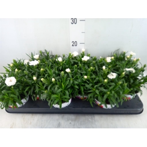 Dianthus  'Oscar White'