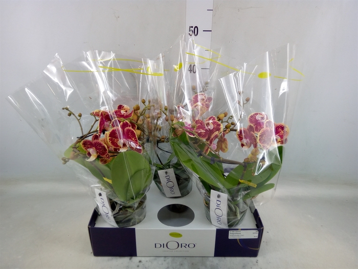 <h4>Phalaenopsis   ...</h4>