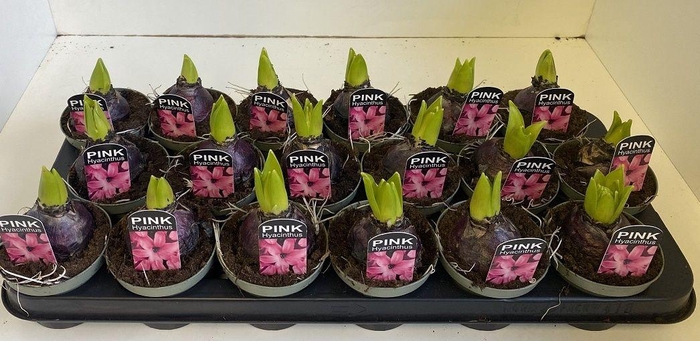 <h4>9 cm Hyacint Pink Pearl in olijfgroene pot</h4>