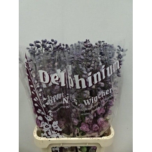 Delph Dewi Melody Wigchert
