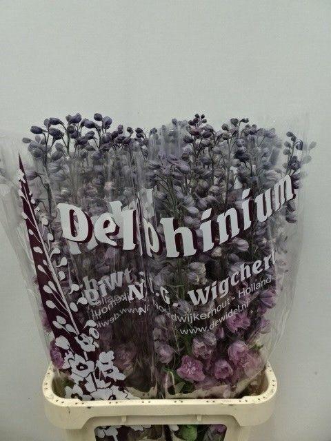 <h4>DELPH DU DEW MELODY</h4>