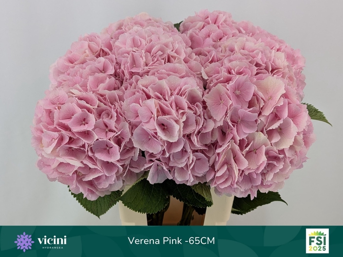 <h4>HYDR M CH VERENA</h4>