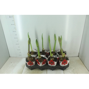 AMARYLLIS P14