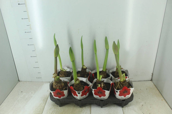 AMARYLLIS P14