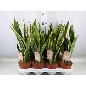 Sansevieria trifa. 'Laurentii'