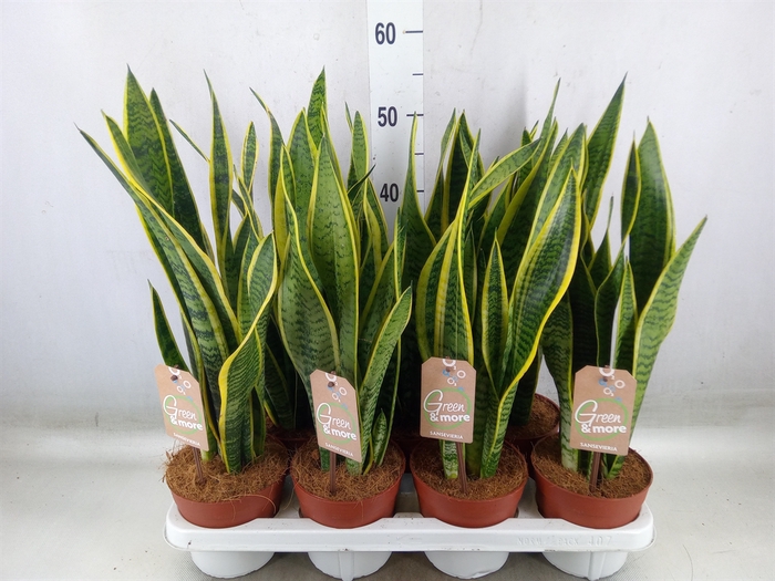 <h4>Sansevieria trifa. 'Laurentii'</h4>