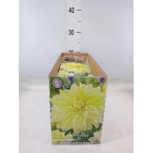 Dahlia   ...flowerbulbs