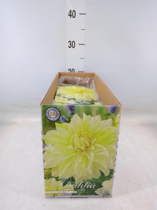 <h4>Dahlia   ...flowerbulbs</h4>