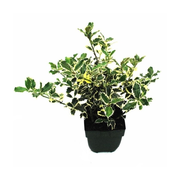 <h4>Ilex aquifolium 'Argentea Marginata' P17</h4>