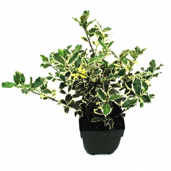 Ilex aquifolium 'Argentea Marginata' P17