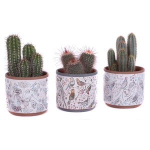 Cactus mix Ø12cm in Ø14cm Ceramic Pot Forest