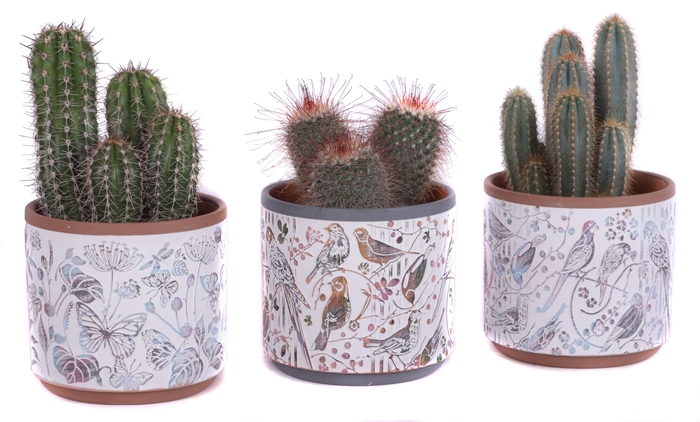 <h4>Cactus mix Ø12cm in Ø14cm Ceramic Pot Forest</h4>