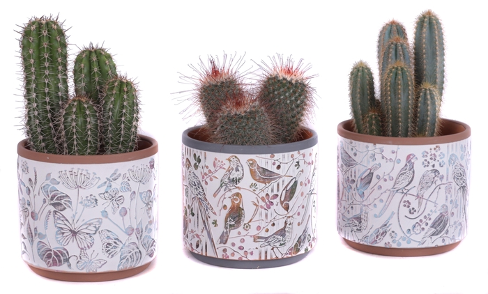 <h4>Cactus mix Ø12cm in Ø14cm Ceramic Pot Forest</h4>