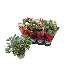 RO KORDANA GEM 5 SRT