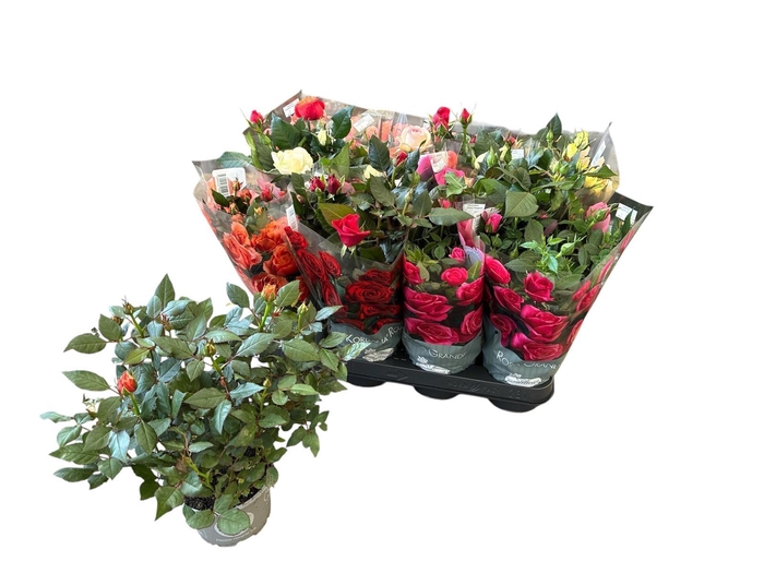 <h4>RO KORDANA GEM 5 SRT</h4>