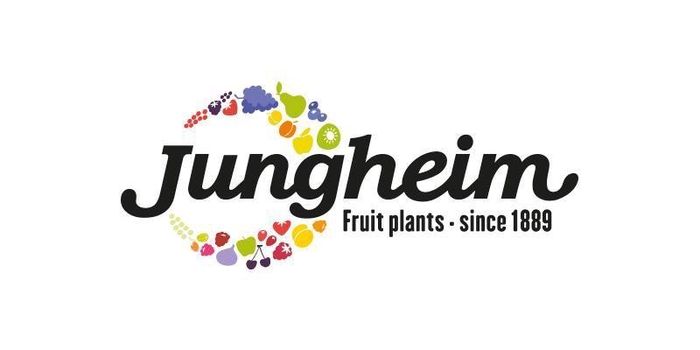 <h4>Vaccinium corymbosum 'Goldtraube'</h4>