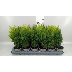 Conifers   ...