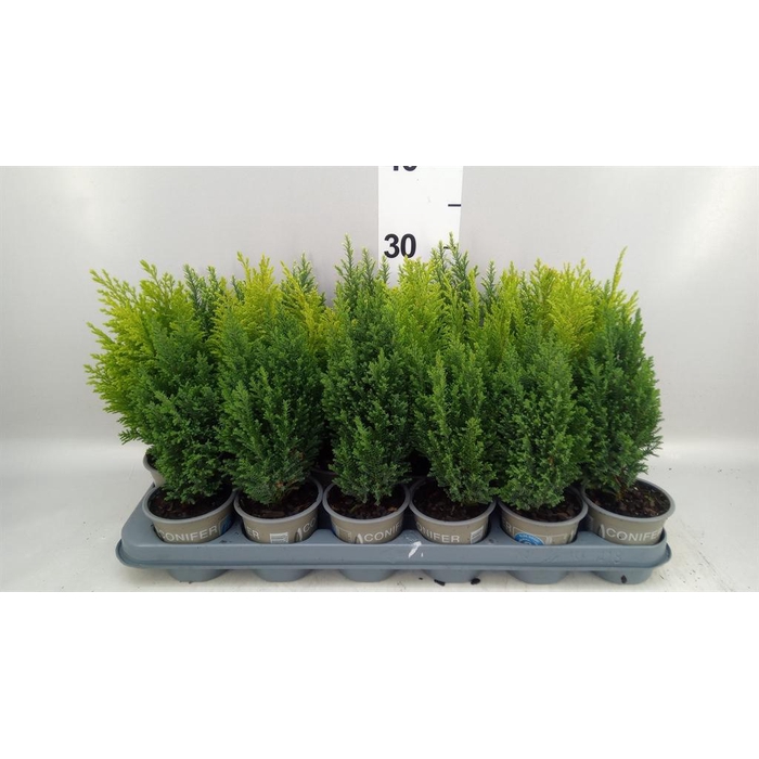 <h4>Conifers   ...</h4>