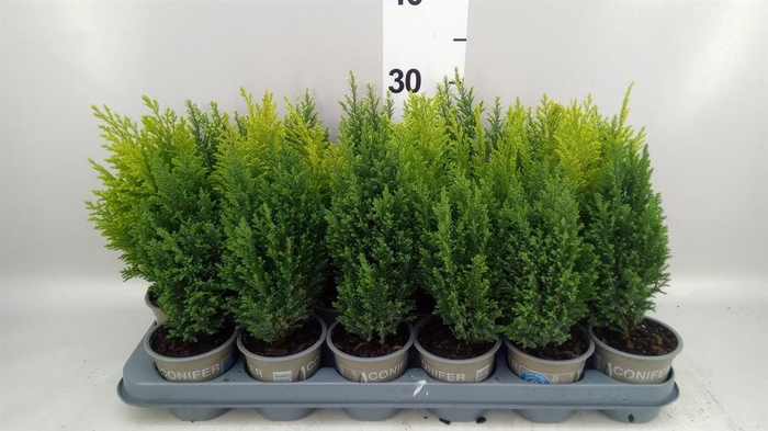 Conifers   ...
